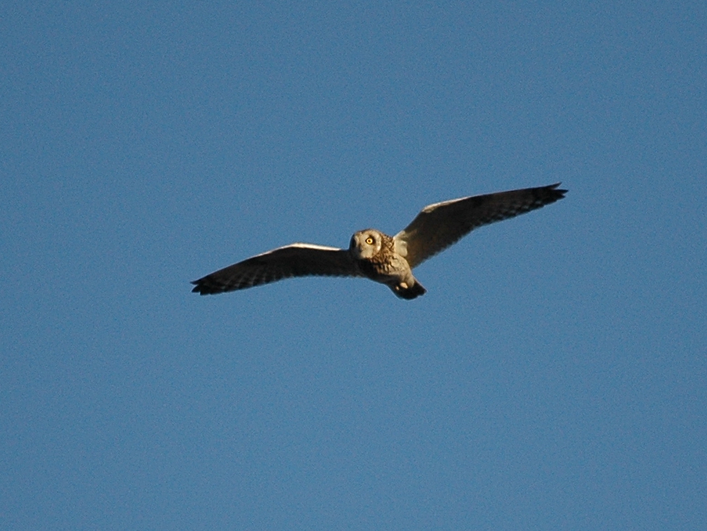 photos/wildlife/Bird_Species/085-Typical_Owls/2826-Short-eared Owl/DSC_4771_sm.JPG